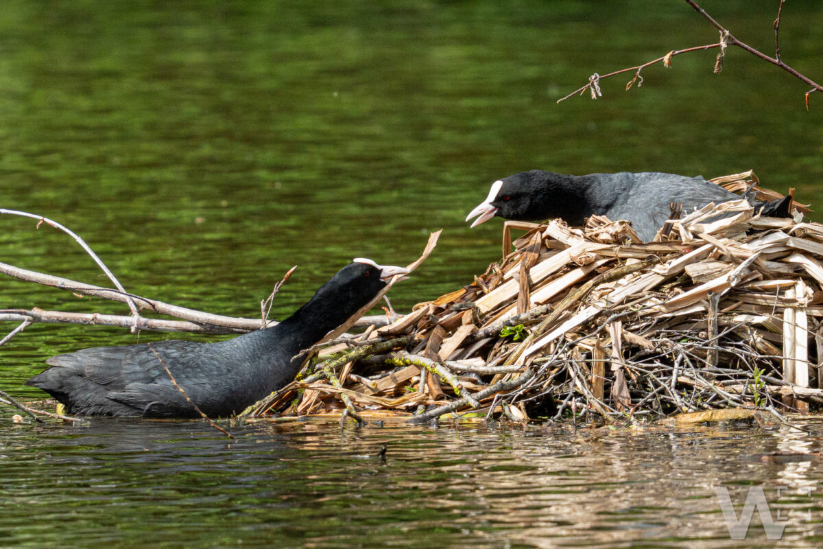 Nestbau bei den Blässhühnern