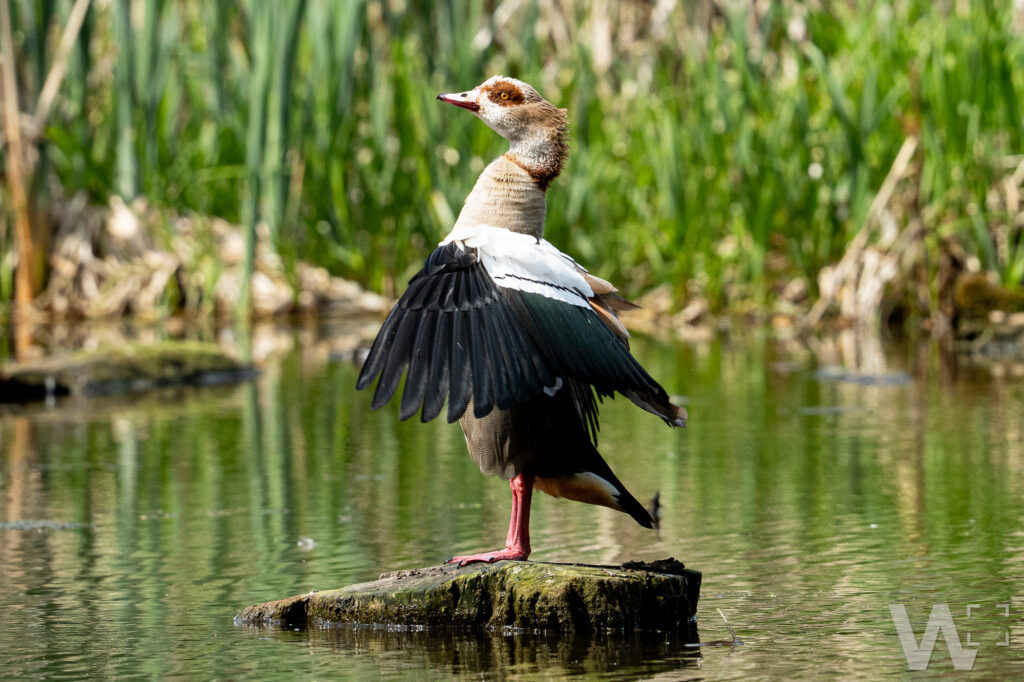 Nilgans