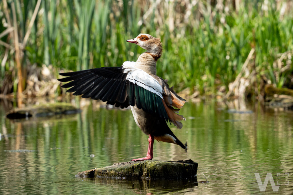 Nilgans