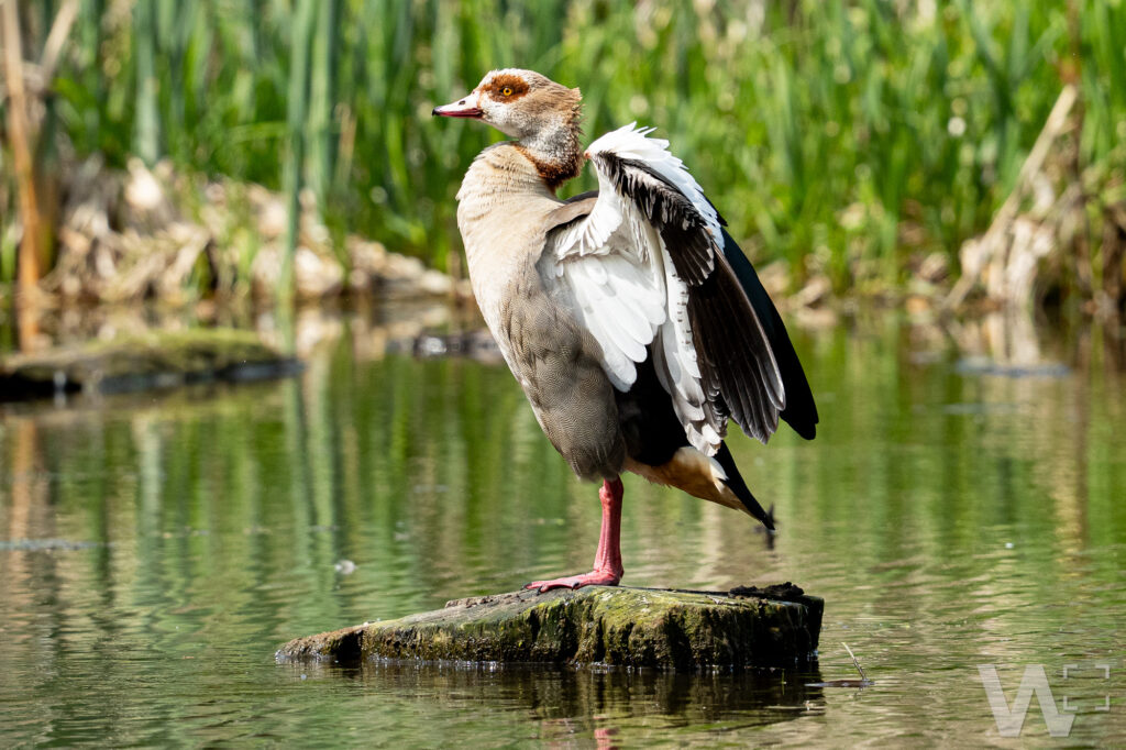 Nilgans