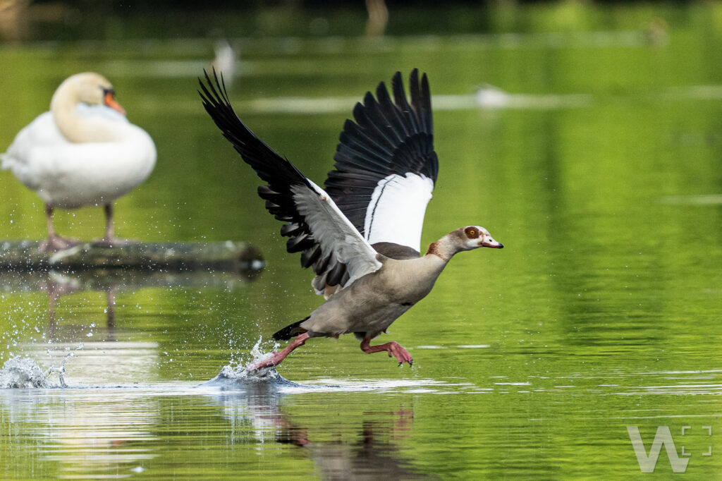 Nilgans