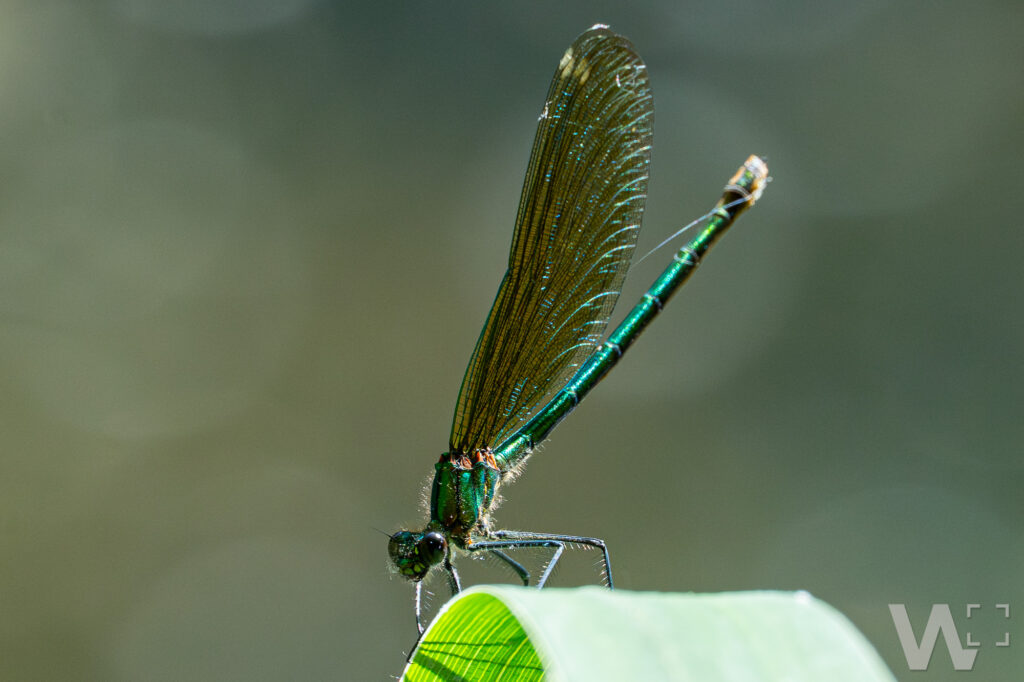 Prachtlibelle