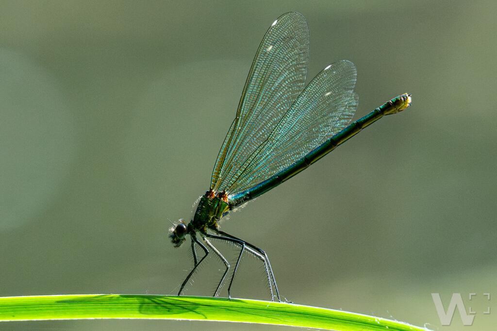 Prachtlibelle