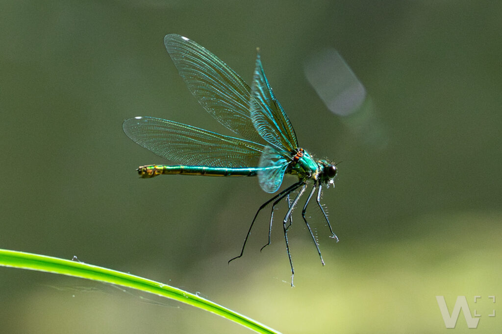 Prachtlibelle