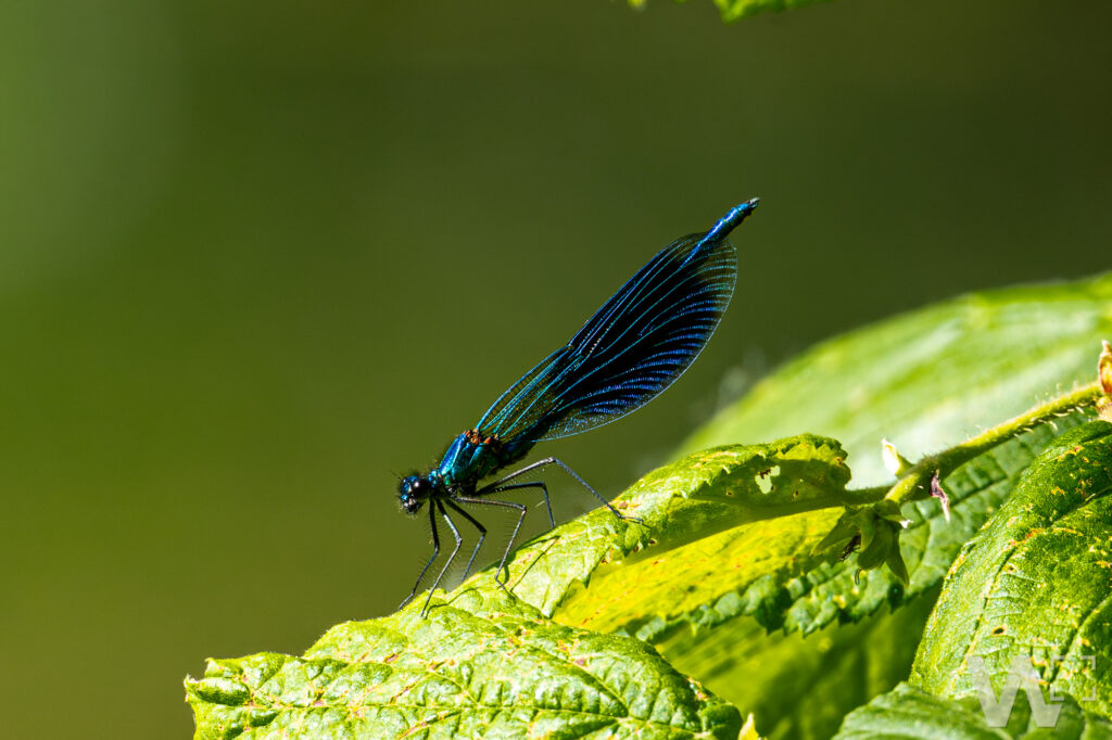 Prachtlibelle