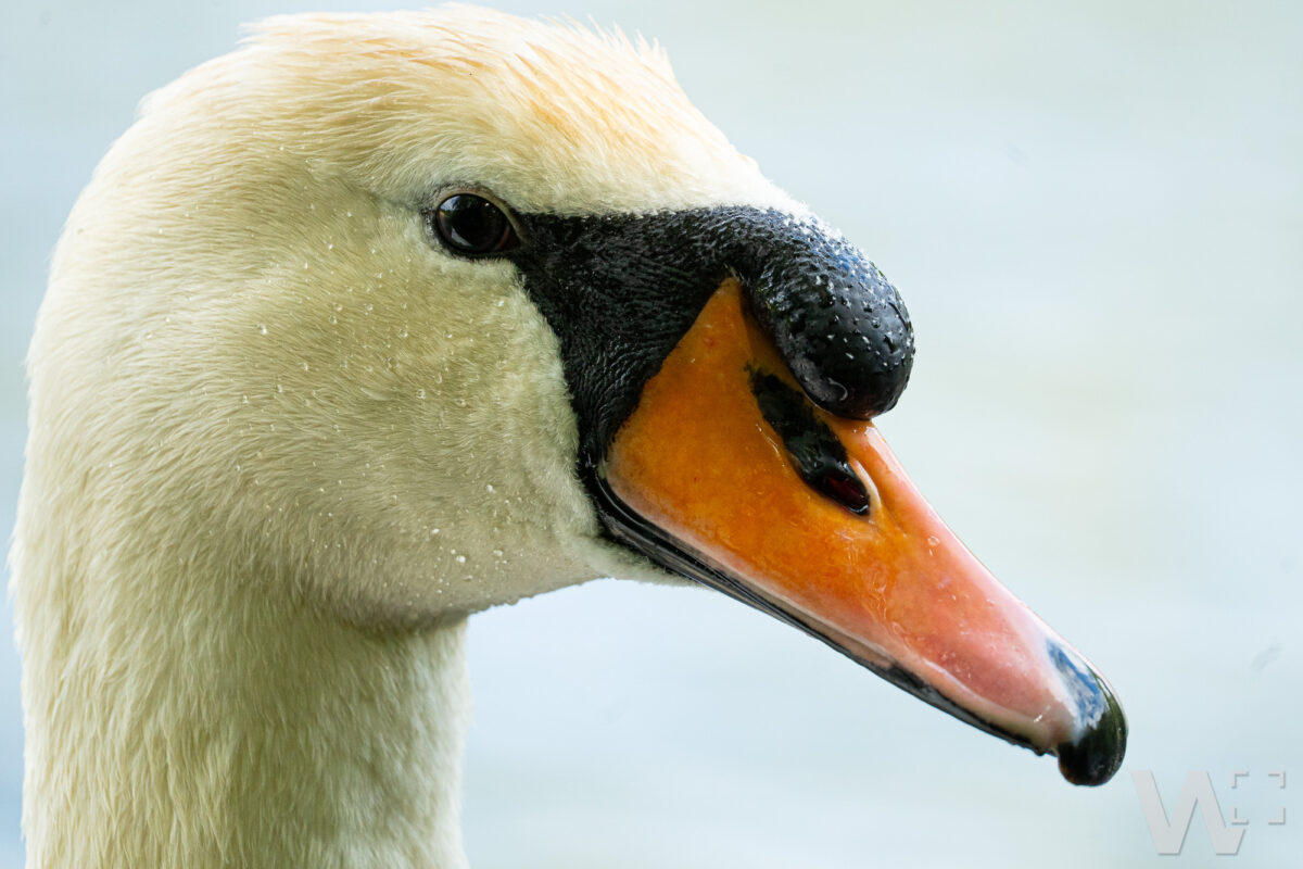 Höckerschwan