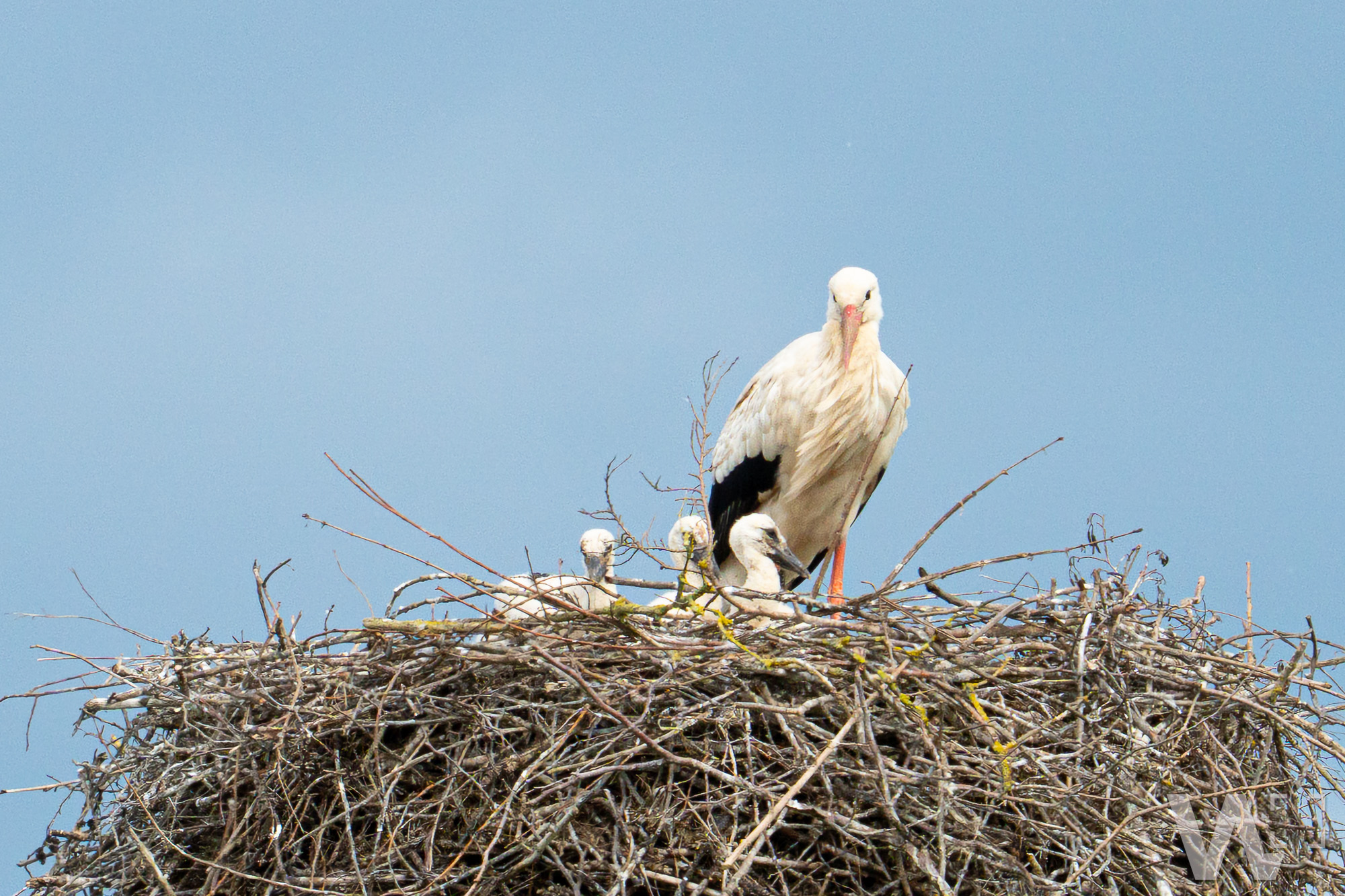 Storch