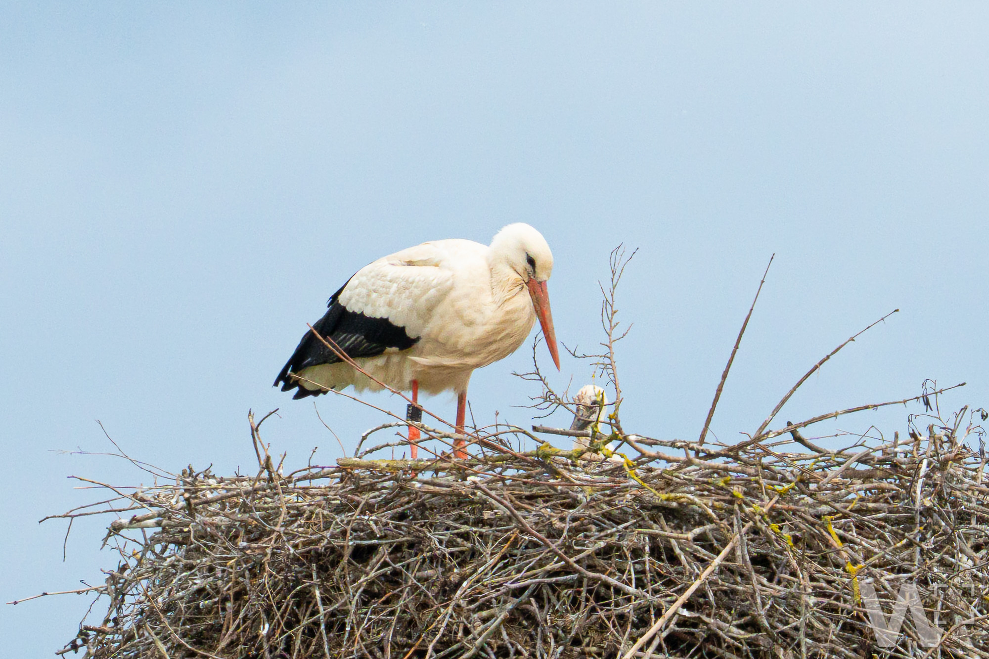 Storch