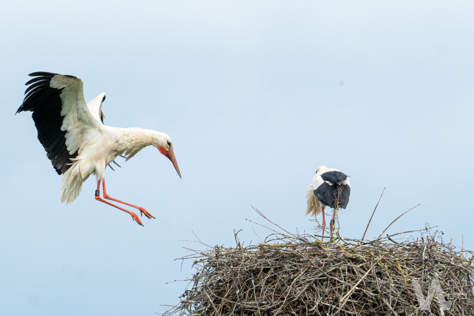 Storch
