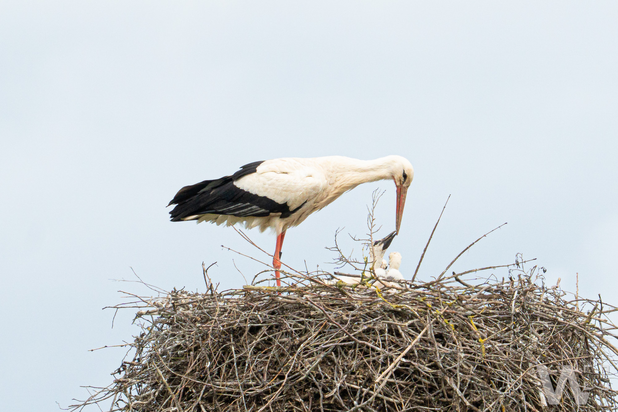 Storch