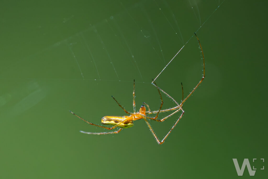 Streckspinne
