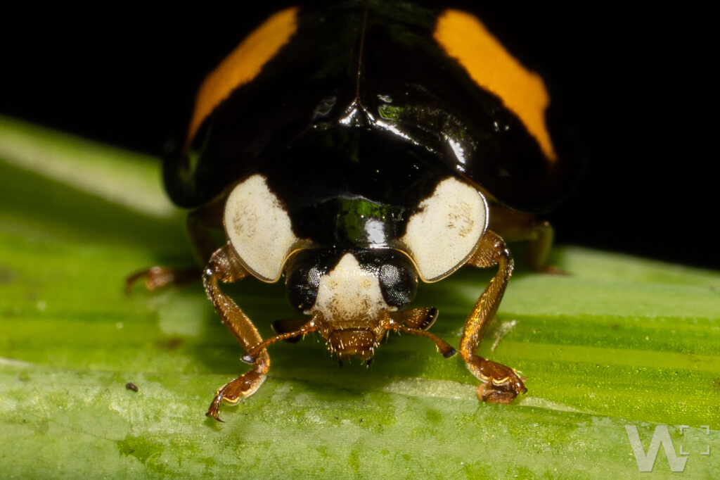 Marienkäfer