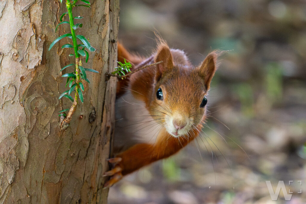 Eichhörnchen