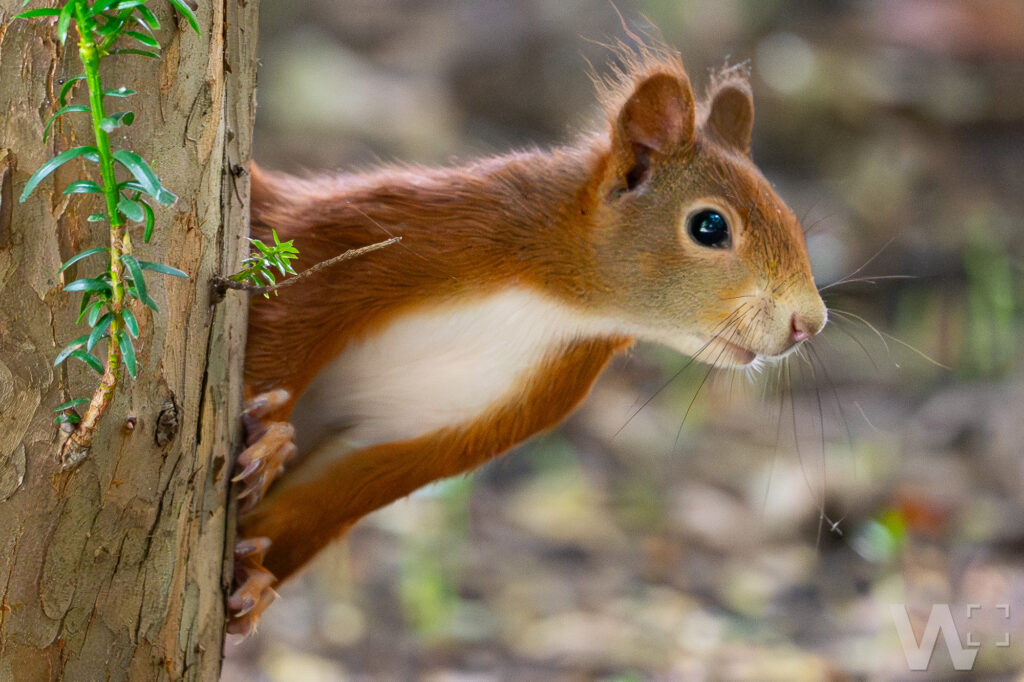 Eichhörnchen
