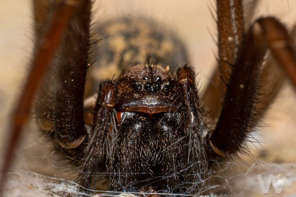 Große Winkelspinne in Frontaufnahme
