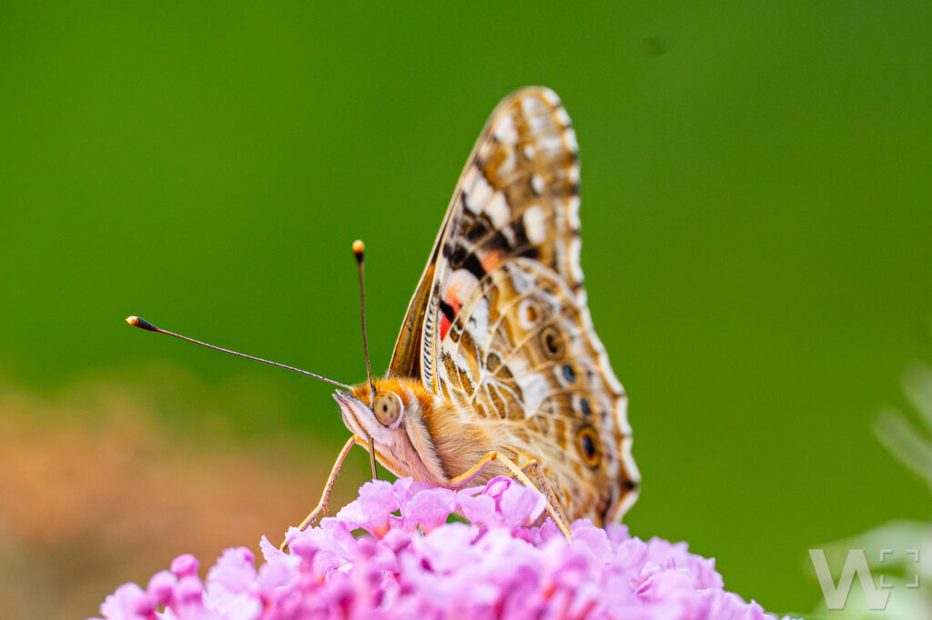Distelfalter