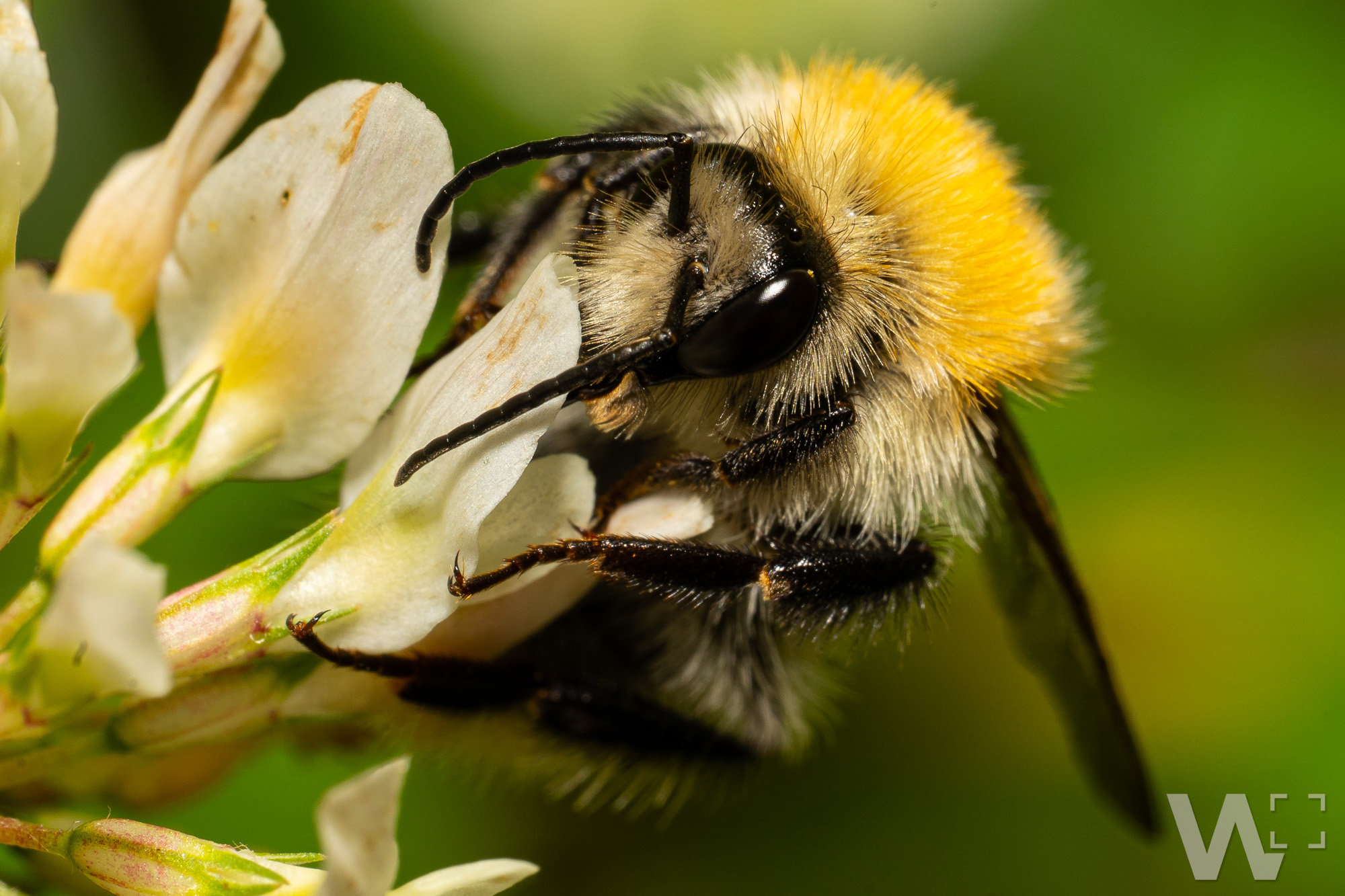 Sommerlicher Plüsch: Zu Besuch bei der Erdhummel