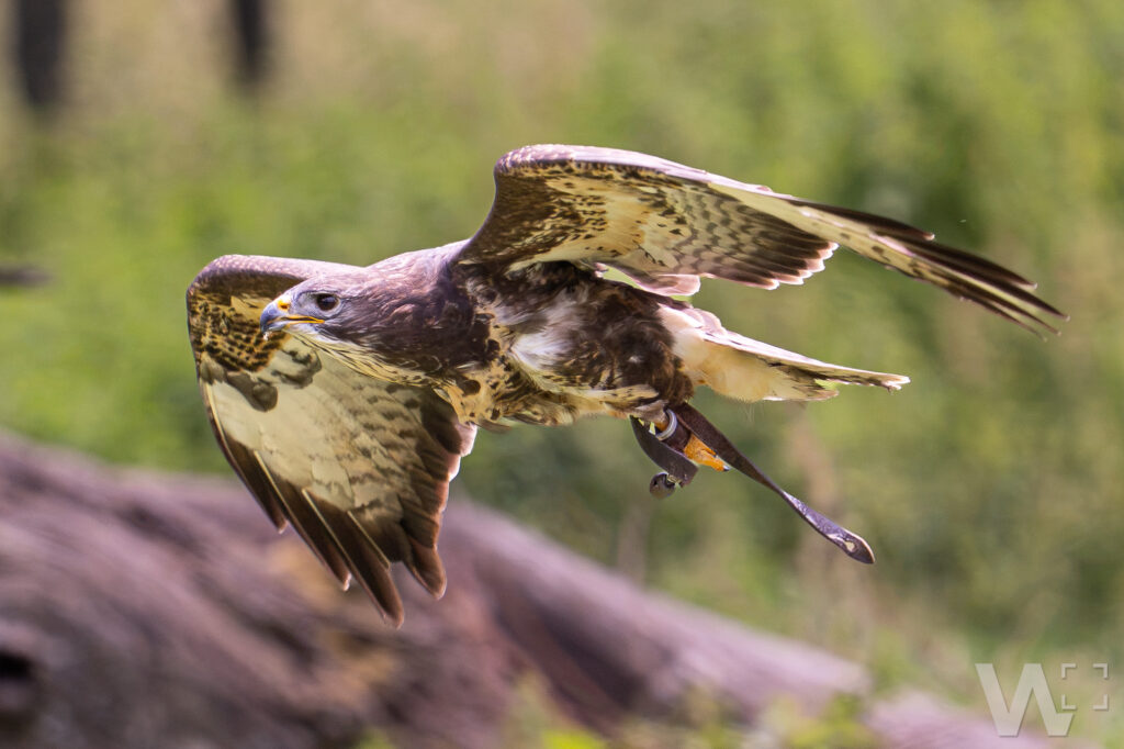 Mäusebussard