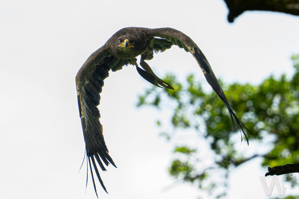 Steppenadler