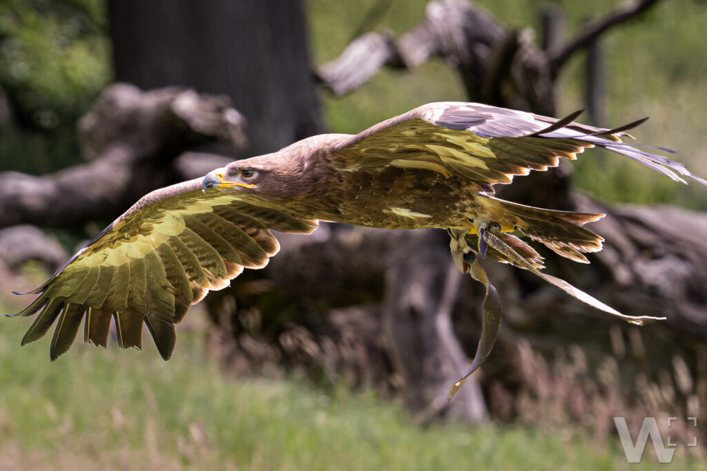 Steppenadler