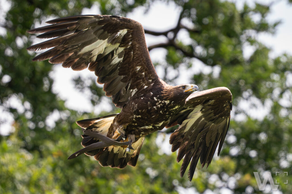 Steinadler