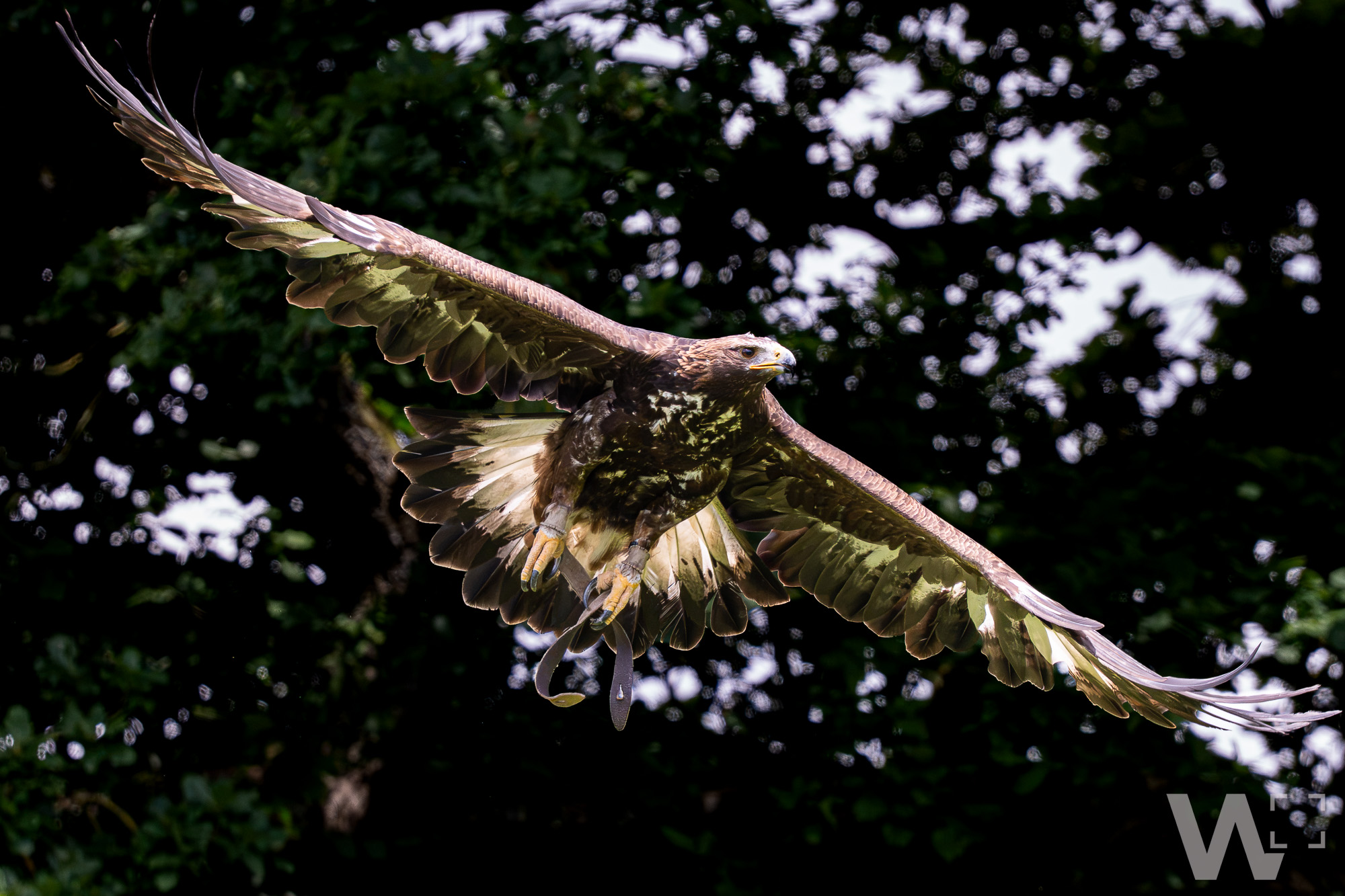 Majestätische Raubvögel in Aktion
