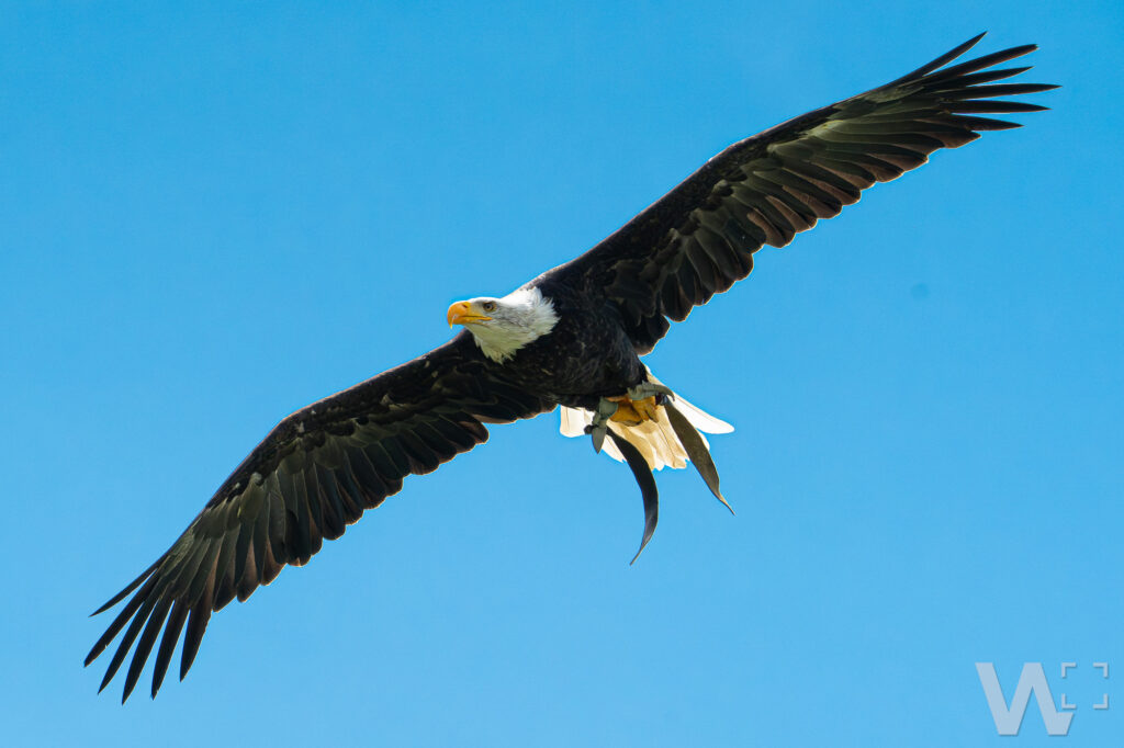 Weißkopfseeadler