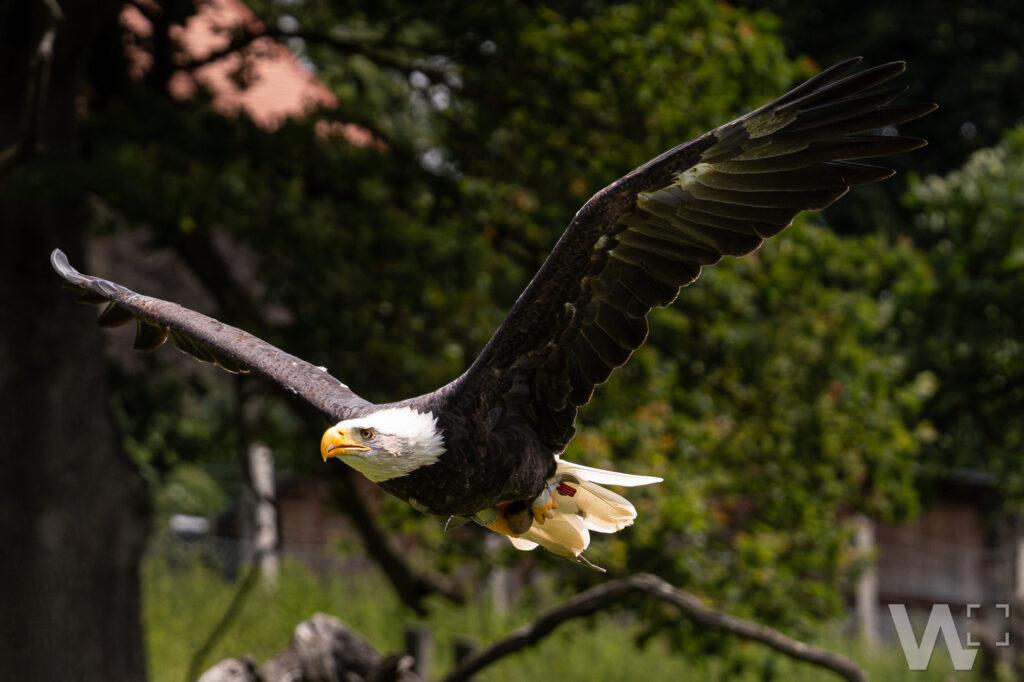 Weißkopfseeadler