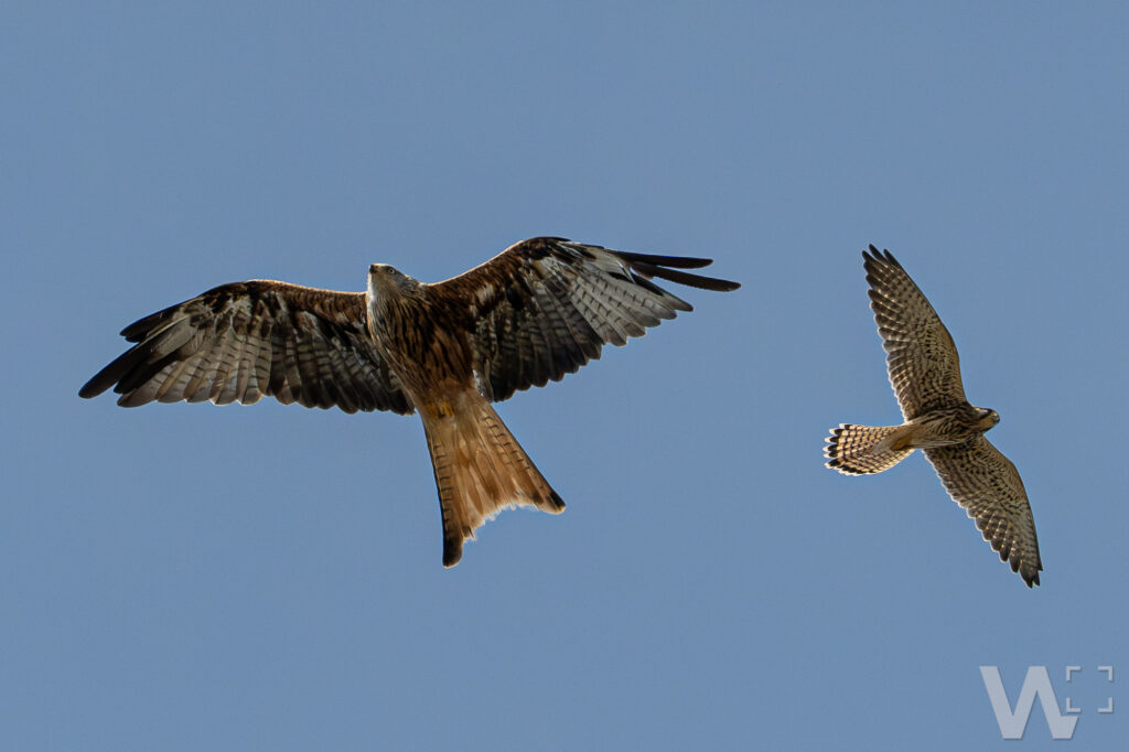 Rotmilan und Turmfalke
