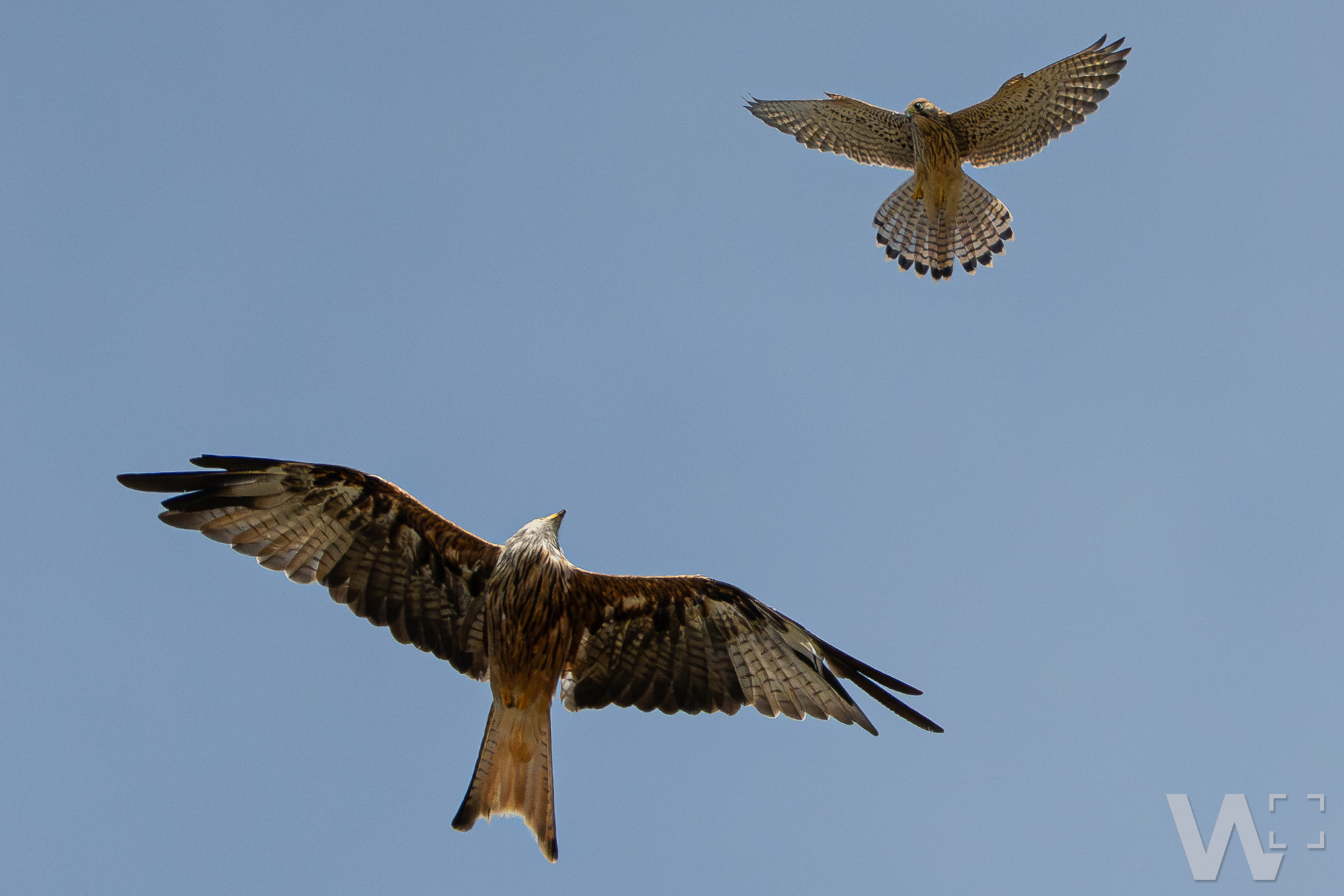 Kleine Scharmützel am Himmel: Wenn Turmfalke und Rotmilan die Fronten klären
