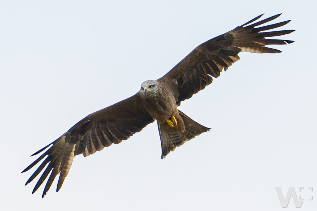 Schwarzmilan im Flug