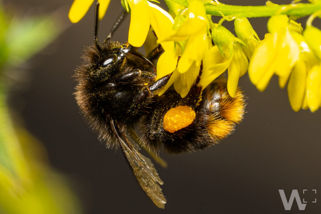 Steinhummel Arbeiterin