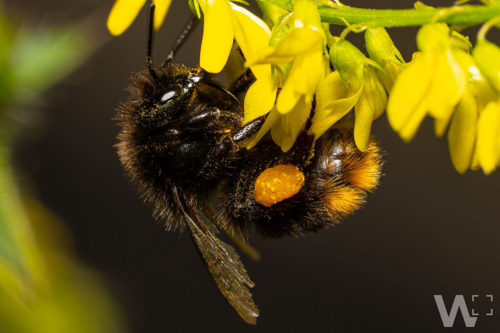 Steinhummel Arbeiterin sammelt Nektar
