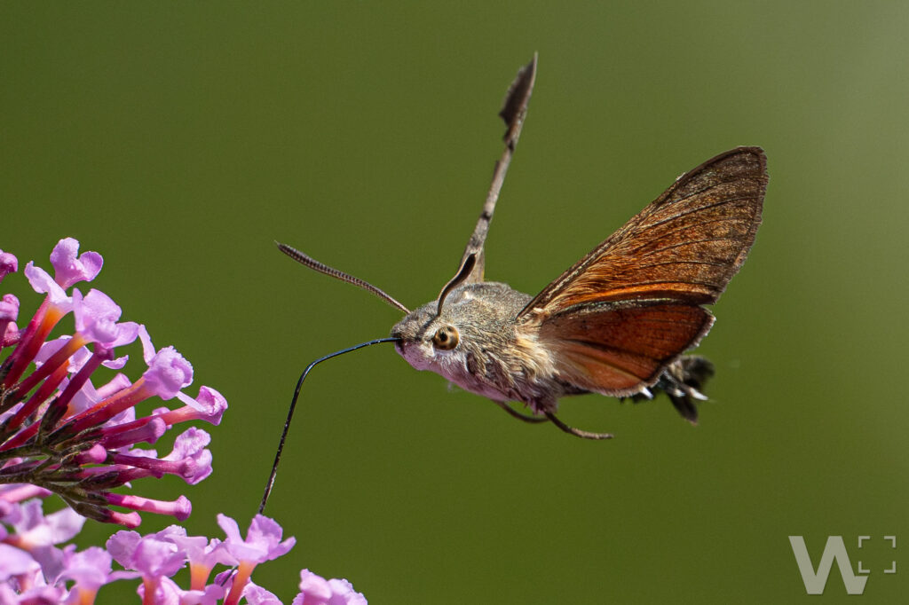 Taubenschwänzchen