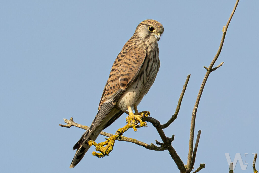 Turmfalke