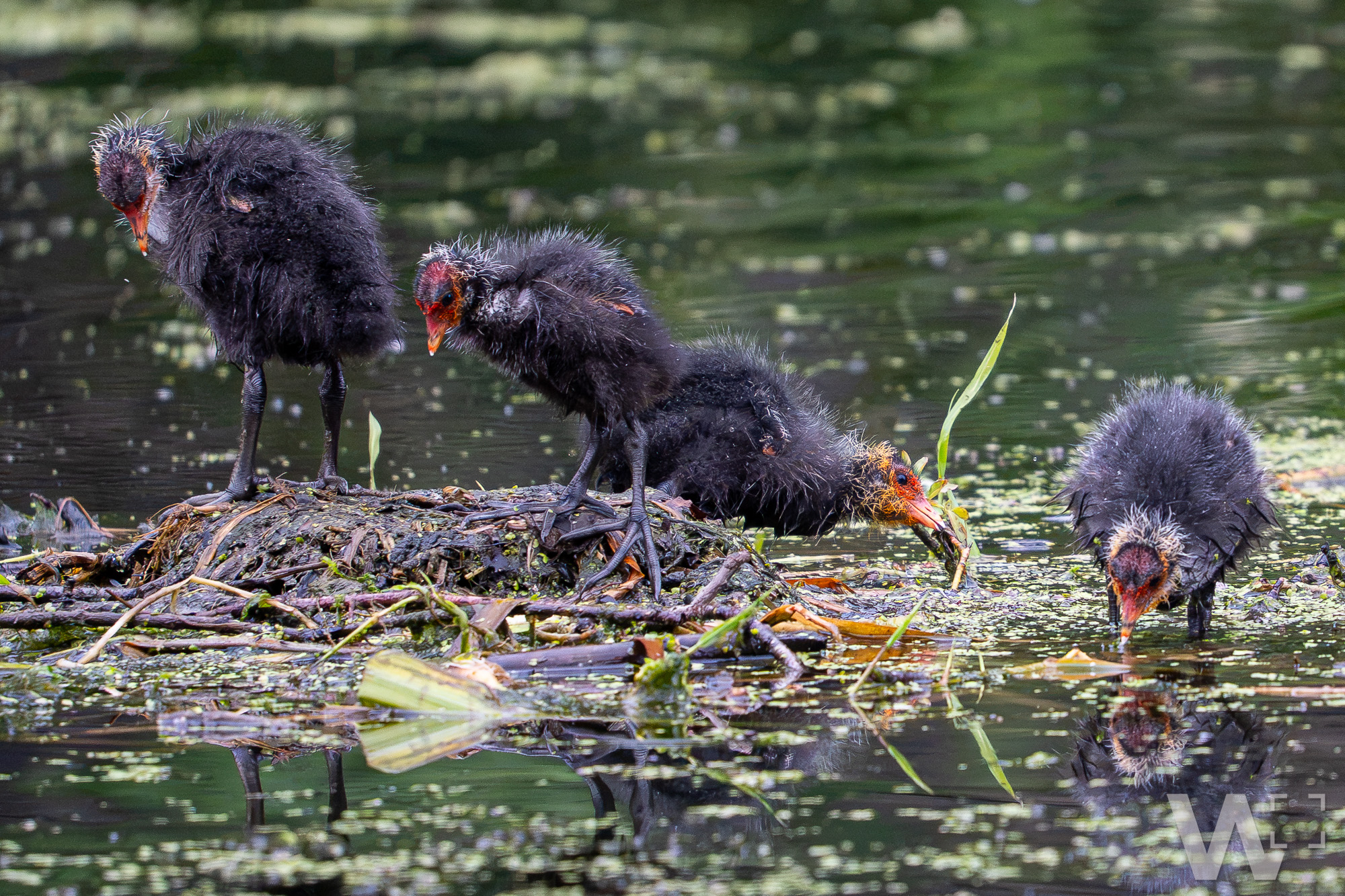 Blässhühner auf dem Fluss, Alttier und Küken, Fütterung