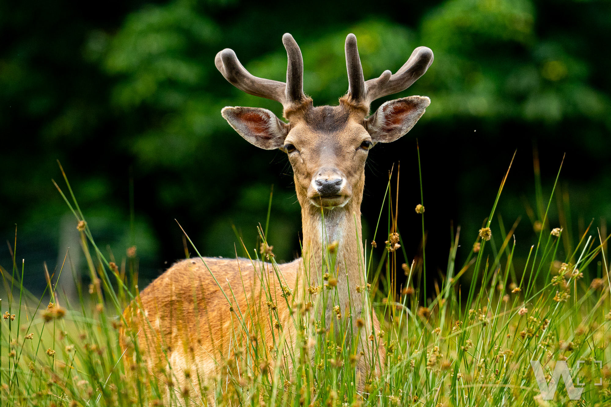 Damhirsch