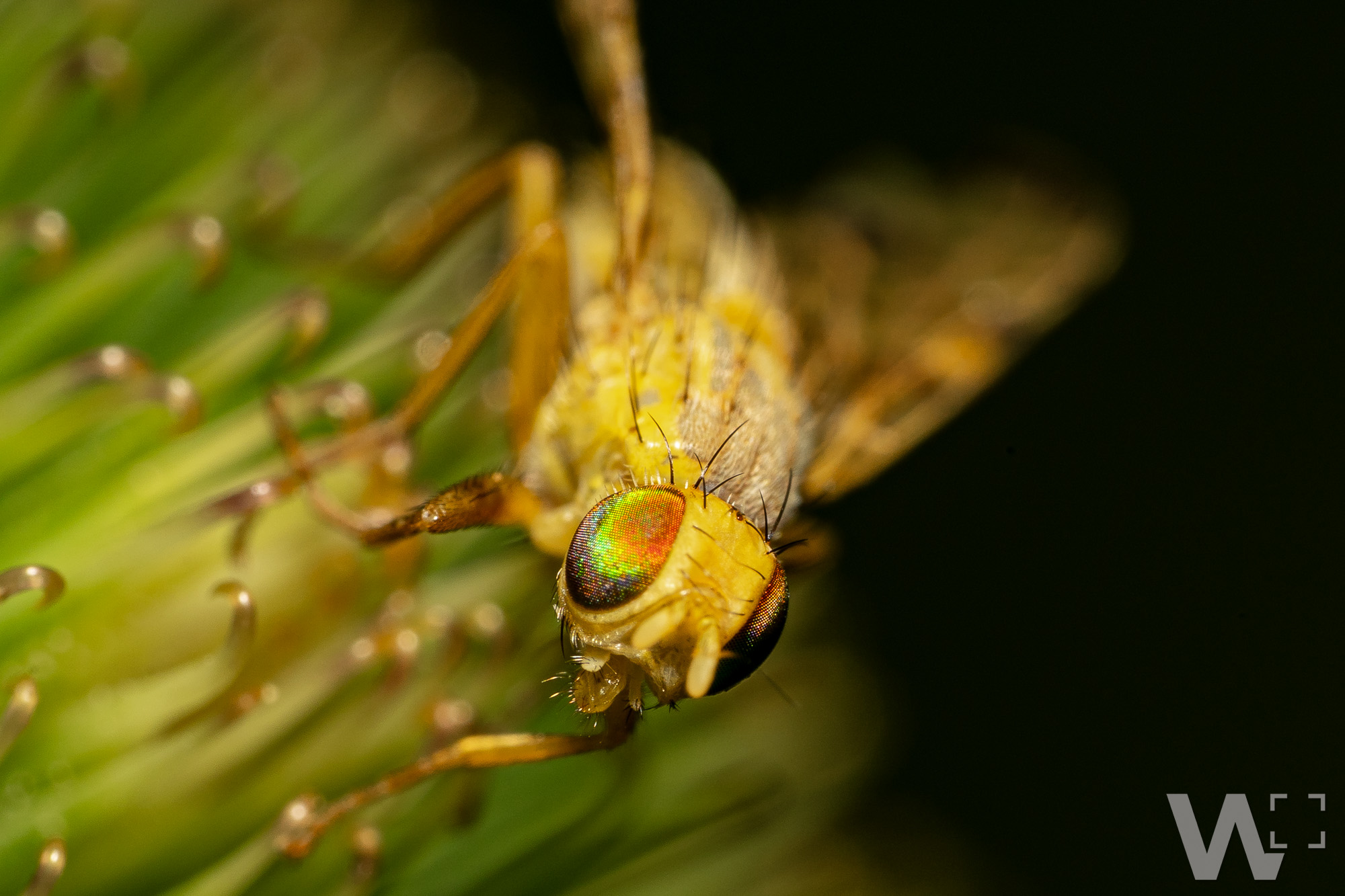 Gelbe Dungfliege