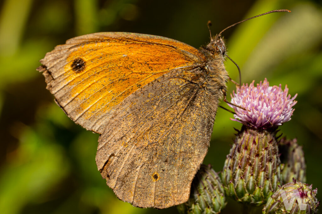 Großes Ochsenauge auf Distel