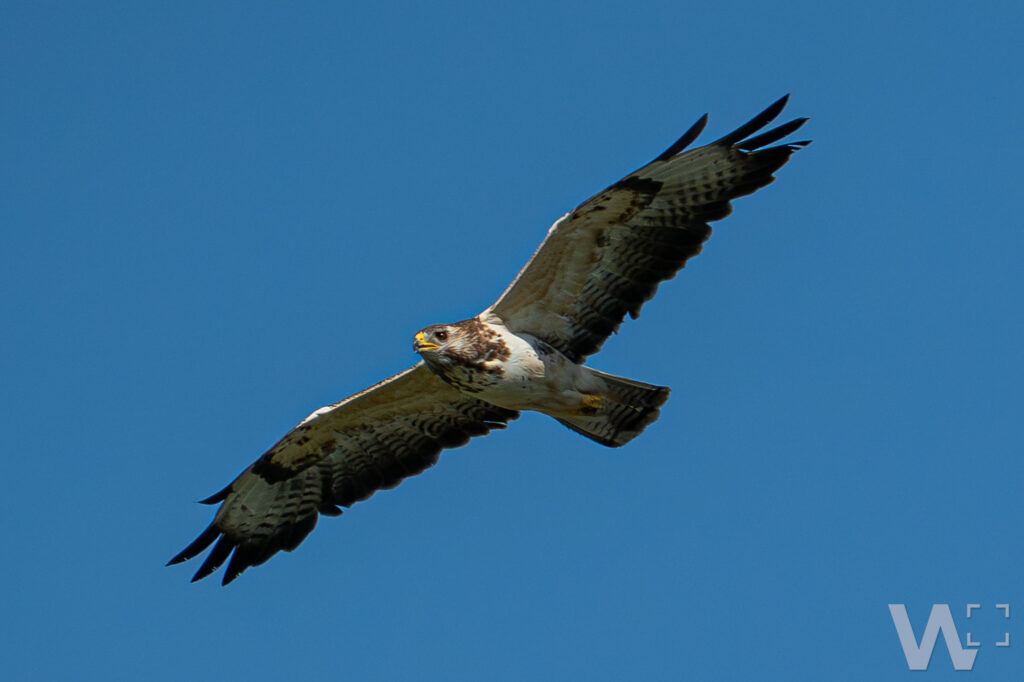 Mäusebussard