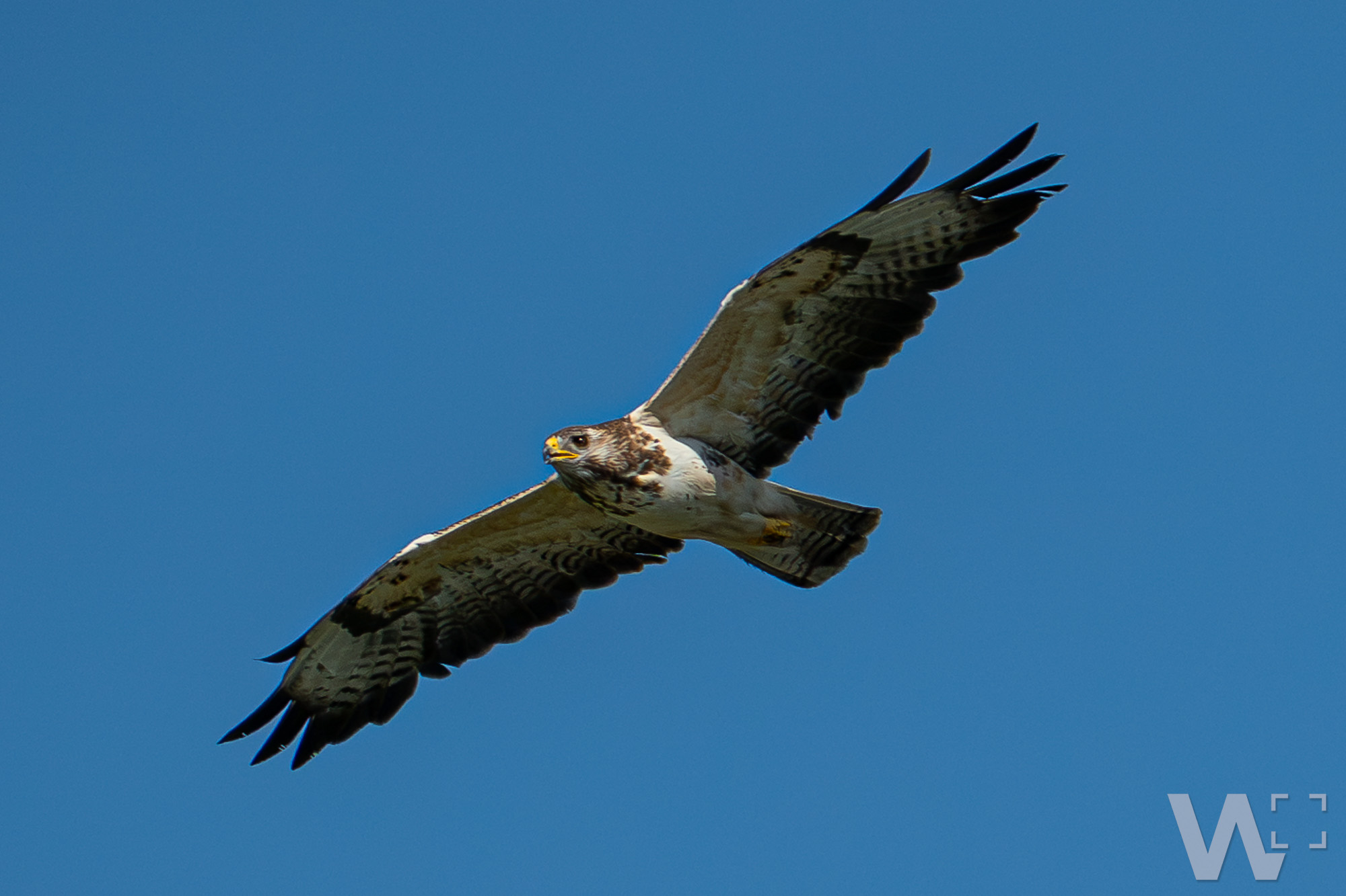 Mäusebussard im Gleitflug