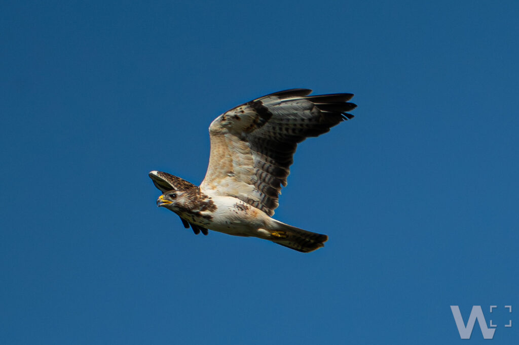 Mäusebussard