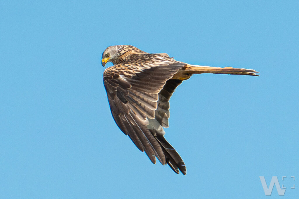 Rotmilan im Flug, seitlich