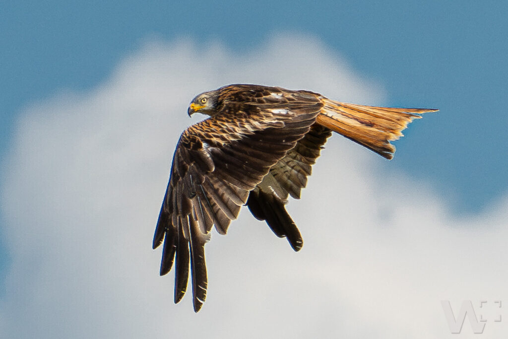 Rotmilan im Flug, seitlich