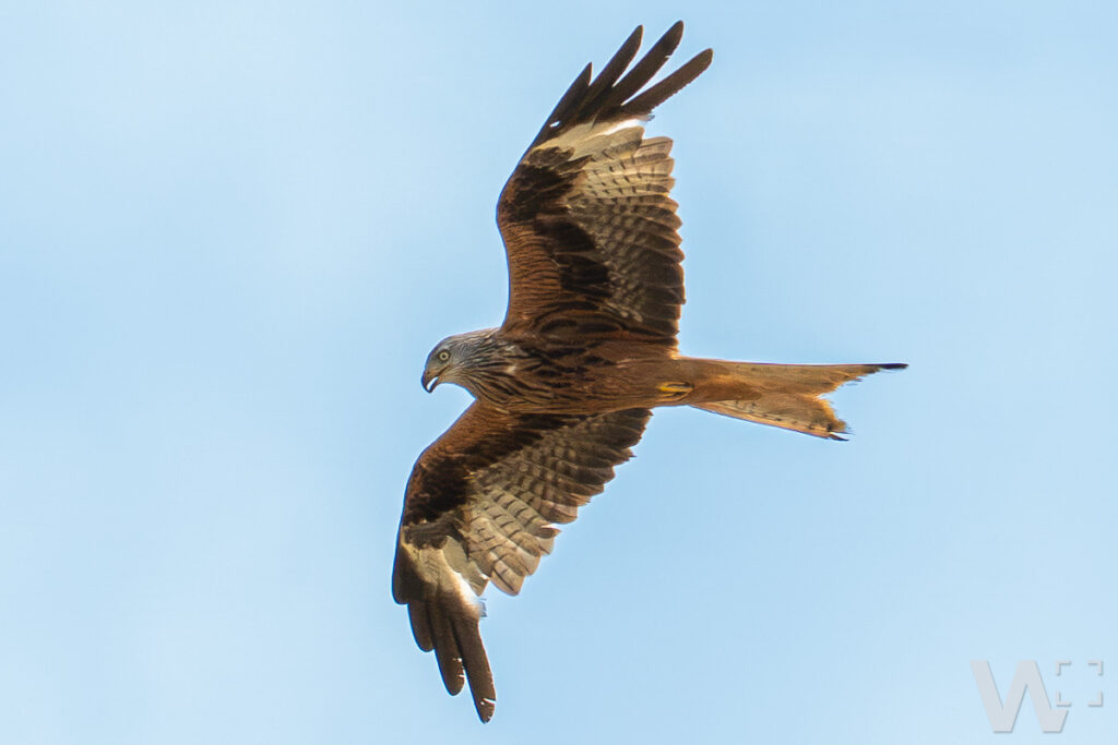 Rotmilan im Flug, von unten