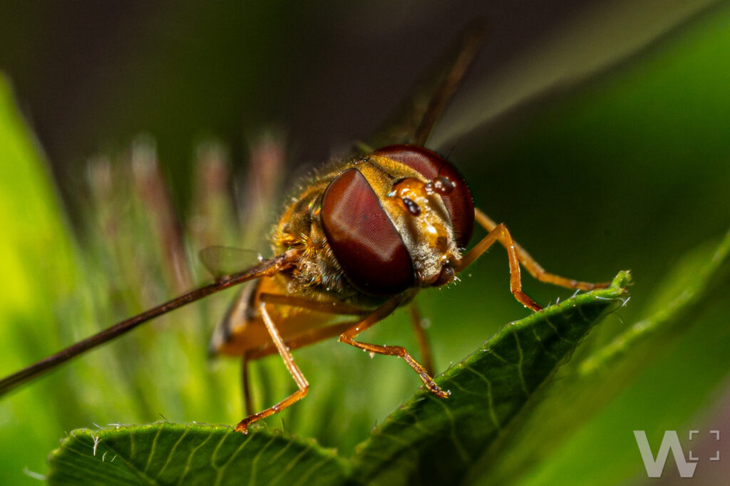 Hainschwebfliege auf grünem Blatt in Vorderansicht