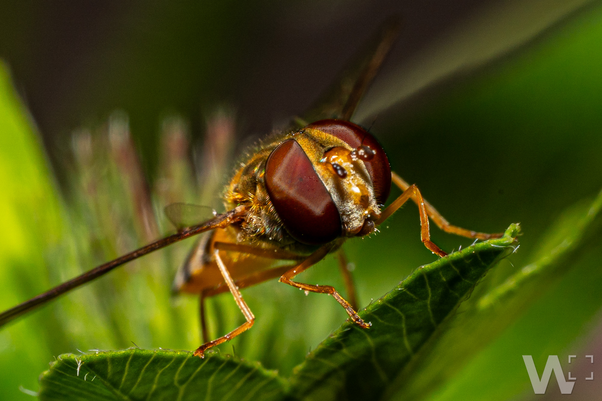 Facettenblick der Hainschwebfliege