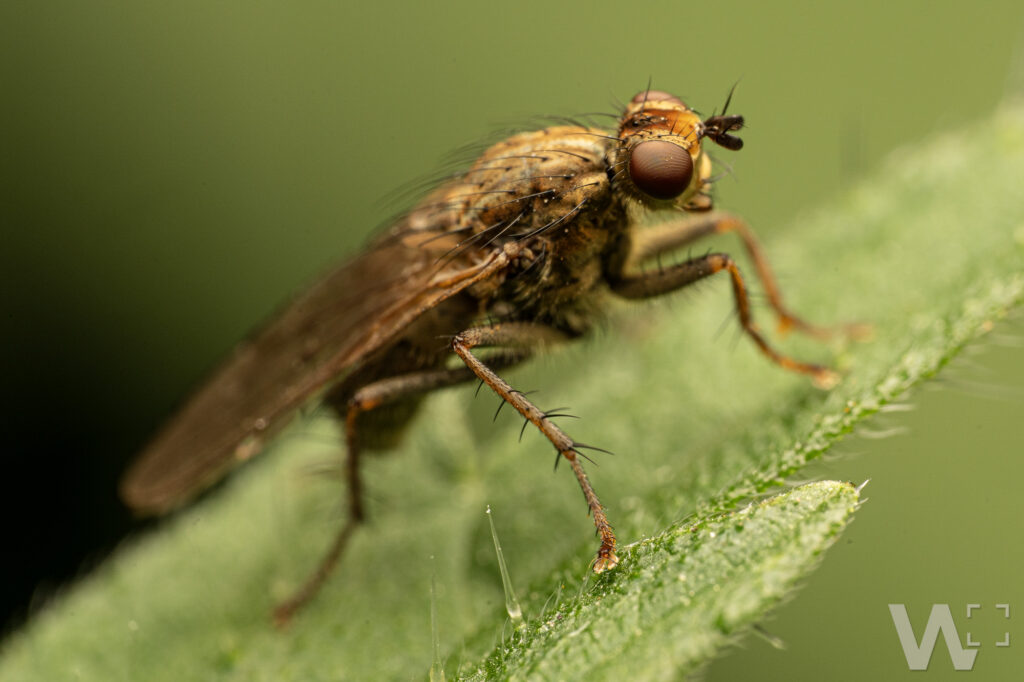 Gelbe Dungfliege, Ganzkörper